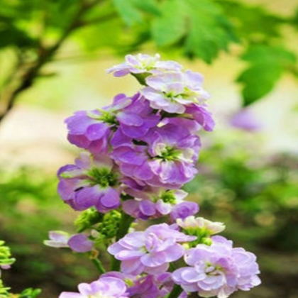 紫罗兰，花色艳丽，耐寒