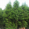 基地直销水杉行道树 水杉树风景树庭荫树防护树