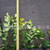 批发金森女贞苗 金森女贞小苗 金森女贞小杯苗 工程苗 色块篱笆苗