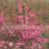 花灌木基地批发 菊花桃苗 菊花桃树苗 菊花桃大小树苗 色彩鲜艳