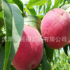 批发桃树苗 中桃9号桃树苗 早熟新品种水蜜桃树苗 南北方可种植桃