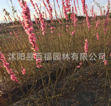 花灌木基地批发 绿叶碧桃苗 碧桃小树苗 花桃小苗 颜色规格齐全