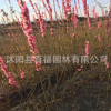 花灌木基地批发 绿叶碧桃苗 碧桃小树苗 花桃小苗 颜色规格齐全