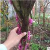 单杆紫荆树苗 基地直销 批发价格 观赏花灌木 园林绿化苗木品种