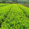 江苏宿迁常年销售各种绿化苗木，承接各种绿化工程！