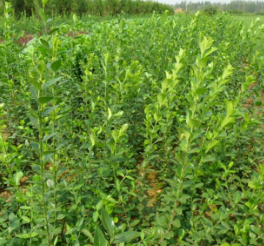 江苏宿迁供应各种苗木 大叶扶芳藤