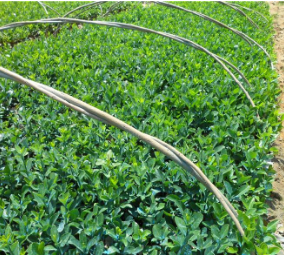 大叶黄杨小苗江苏宿迁供应各种规格苗木 大叶黄杨苗