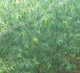 江苏宿迁供应各种规格苗木 垂柳苗