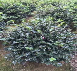 江苏优质茶梅球 茶梅工程色块苗