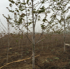 江苏宿迁供应各种规格工程苗木 北美红枫