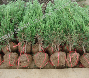 江苏宿迁供应各种规格苗木 北京桧