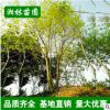 苗圃基地直供朴树树苗 园林绿化苗木 从生单杆朴树小苗大苗批发
