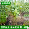 特价批发苗圃直销苗木 木芙蓉 木芙蓉2-10分支 园林绿化植物