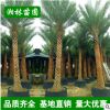 中东海枣树大量批发 精选绿化苗木 精品加拿利海枣棕榈树 蒲葵