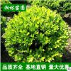 基地直销金森女贞球苗 金森女贞小苗 规格齐全货源足 量大从优