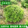 湖南长沙毛杜鹃球 春鹃球 价格实恵精品造型园林绿化苗木庭院常绿