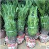 苏铁铁树批发 规格齐全 四季常青 小苗移植苗 大铁树盆栽盆景