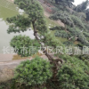罗汉松价格,供应飘枝2.5米造型罗汉松批发 园林绿化 罗汉松盆景