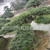 湖南罗汉松批发 离地30厘米量12公分的斜式造型罗汉松