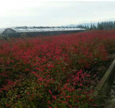 北美冬青培育基地 基地直销北美冬青小苗