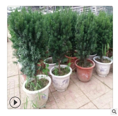 专业红豆杉种植基地 常年销售曼地亚红豆杉树苗 株高40-80cm绿化