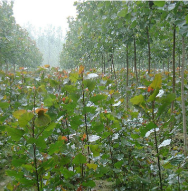 基地供应杨树苗 天然优质 速生杨树苗 一年两年杨树苗