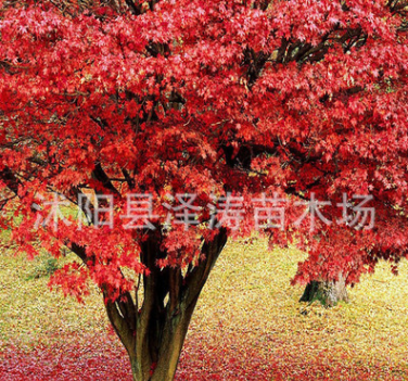 新采正宗进口红枫种子日本红枫种子日本迷你枫树种子红枫种子枫树