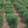 冬青球绿化苗木