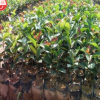 供应 嫁接高产油茶树苗当年结果正宗杂交良种苗木