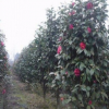 供应 茶花苗 茶花树 花卉 苗木 盆景 规格齐全