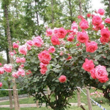 树状月季 月季树玫瑰树 批发月季苗 3年苗 批发种苗 绿化苗木