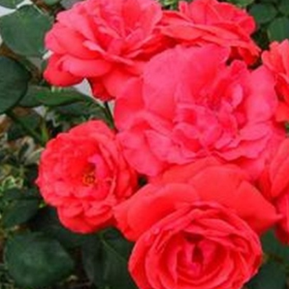 四季开花花卉基地盆栽月季花苗 大花芳香月季苗 种类繁多图3