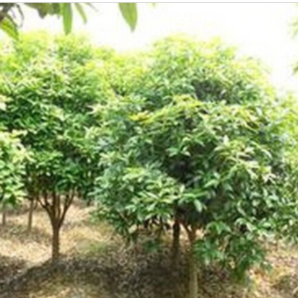园林绿化苗木.8cm优质桂花树批发 规格齐.货源足.原生绿色植物图3