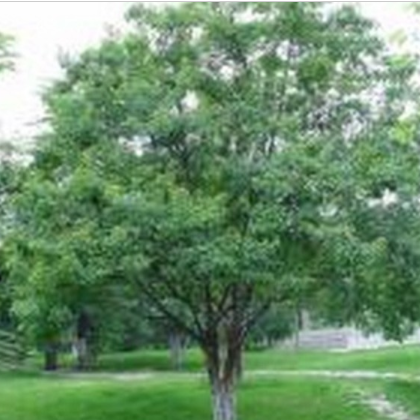 大量 丛生三角枫 茶条槭 风 从条戚 绿化苗木图3