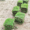 供应马尼拉草坪 小区绿化 庭院绿化 草皮密实简单化管理