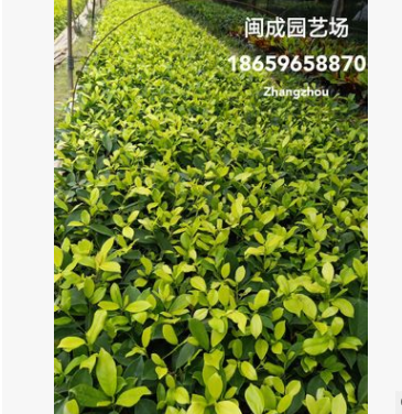 黄金榕 金叶榕 绿化苗木(小袋苗20-25高)