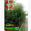 四季桂花 绿化苗木（丛生高度2.5-2.8米）福建漳州