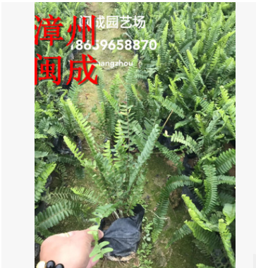 肾蕨 排骨草 蜈蚣草 绿化苗木(25-30高) 福建漳州