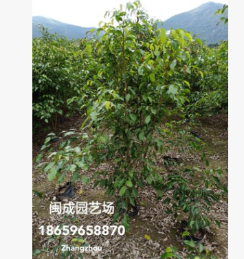 垂榕 小叶榕 绿化苗木(自然高1米-2.5米) 福建漳州
