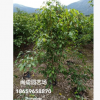 垂榕 小叶榕 绿化苗木(自然高1米-2.5米) 福建漳州
