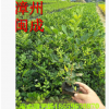 九里香 七里香 绿化苗木(20-25高) 福建漳州