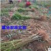 批发嫁接4年桃树苗当年结果 水蜜桃适合南北方种植果树大雅柑柑苗
