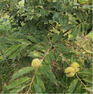 园艺场直售板栗树苗 嫁接果树苗大红袍栗子苗 果实甘甜可口板栗苗