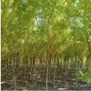 园艺场供应道路绿化金叶槐树 包成活造型独特金叶槐 优质金叶槐