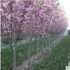 日本晚樱 早樱 各种樱花 品种齐全 苗好价优 工程绿化