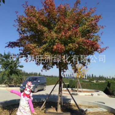 五角枫米径4cm乔木园林绿化行道树 量大优惠 基地常年供应
