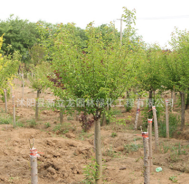 供应园林红梅 红梅树苗基地批发规格齐全园林绿化红梅树