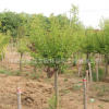 供应园林红梅 红梅树苗基地批发规格齐全园林绿化红梅树