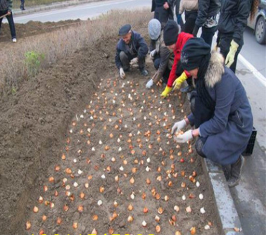 批发郁金香种球 荷兰郁金香种球 室内盆栽种球花卉 水培土培