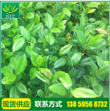 厂家供应 精品绿色茶花苗 高档茶花苗 正黄旗 各种茶花花苗批发